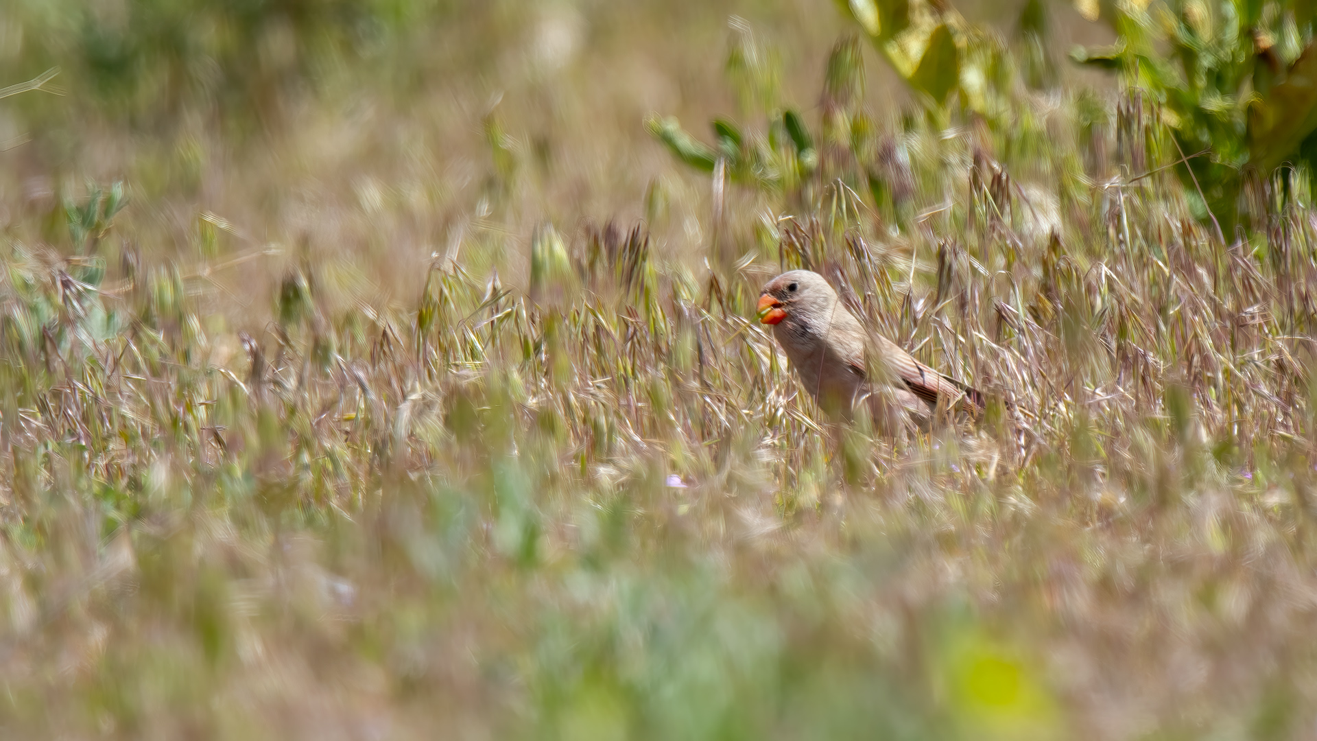 Trumpeter Finch